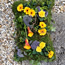 Floral tribute Woodland Pillow